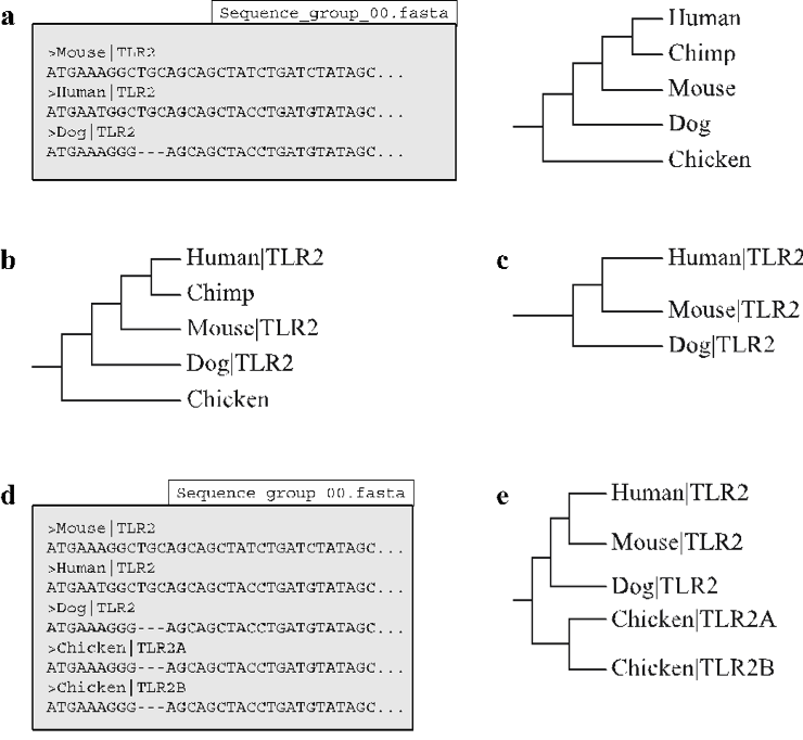_images/infer_genetree.png